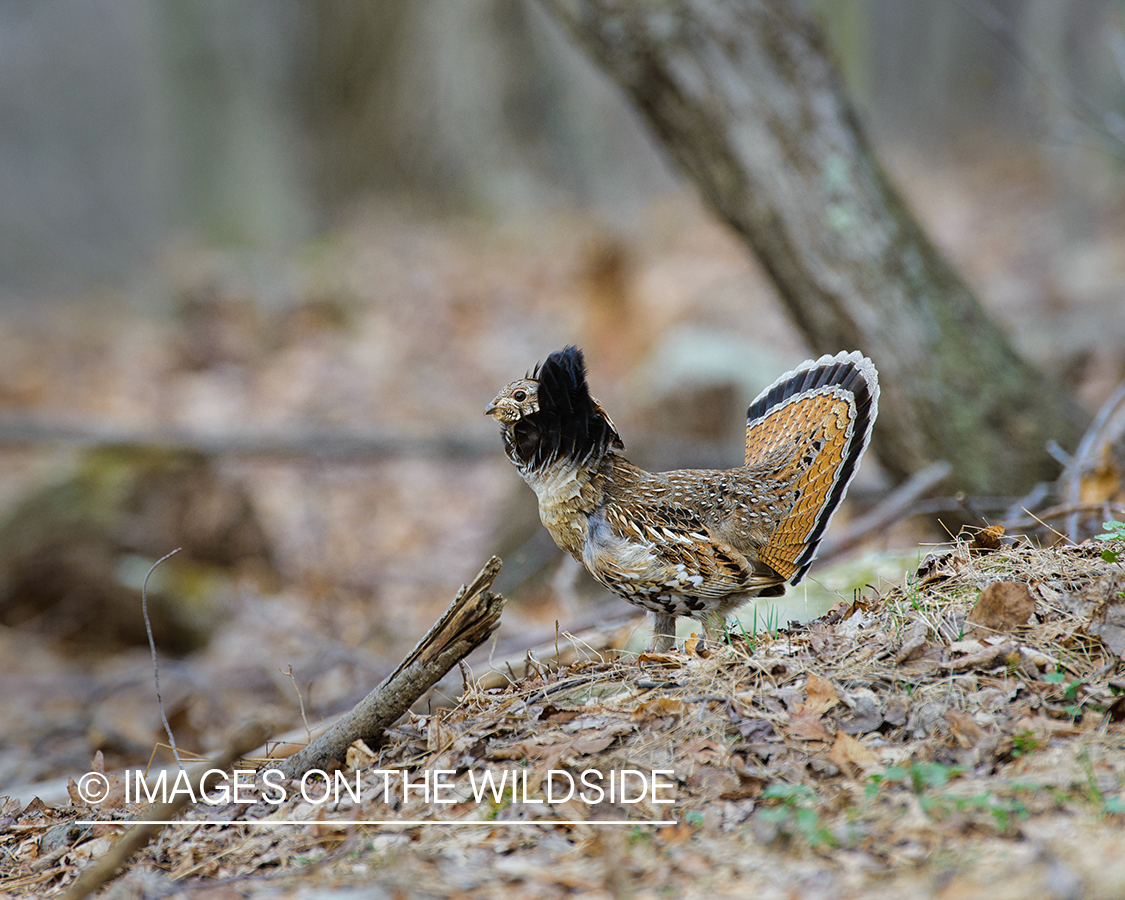 Ruffed Grouse.