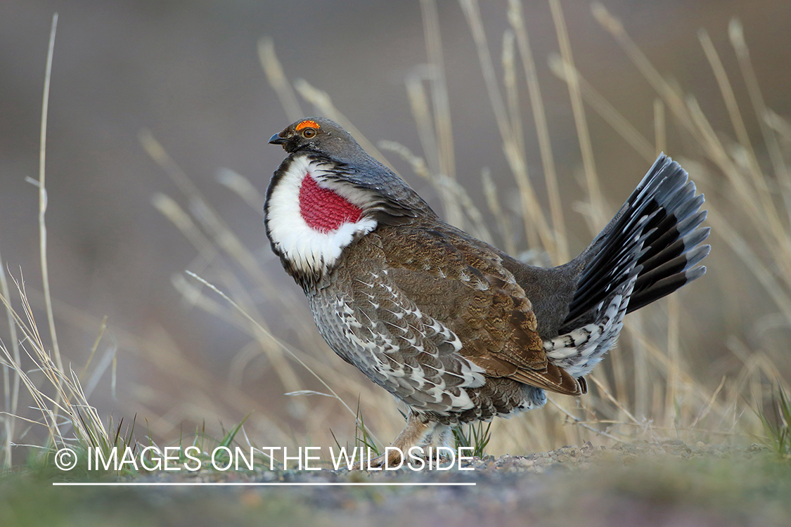 Dusky Grouse Courtship Display