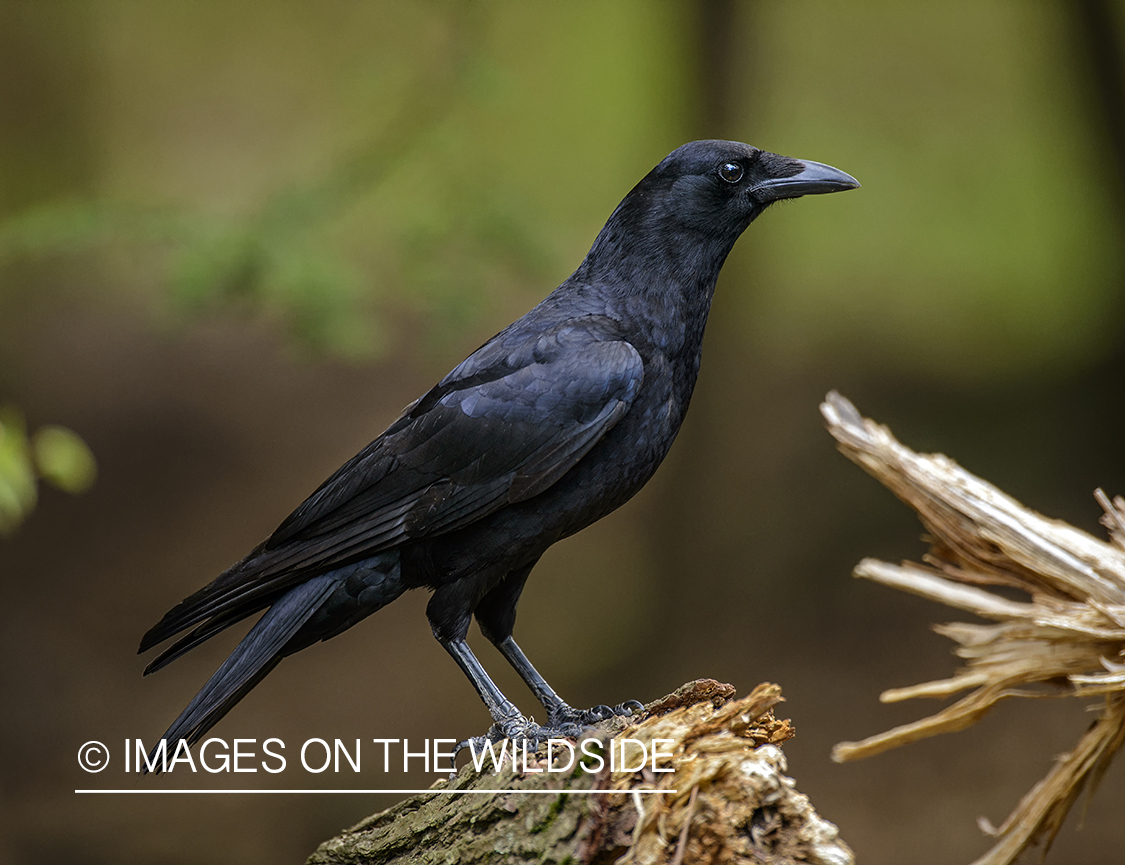 American crow in habitat.