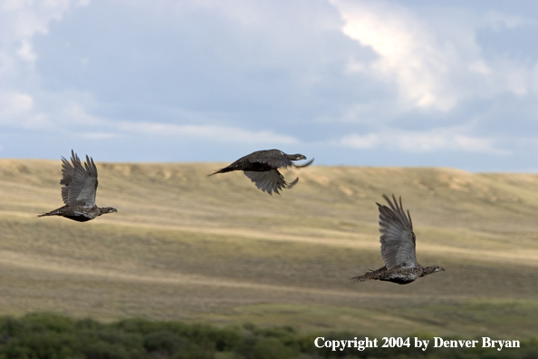 Sage grouse in flight