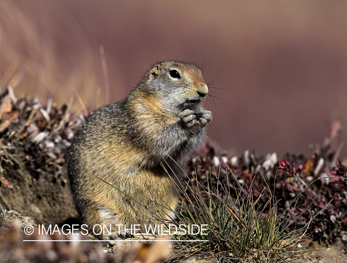 Arctic Ground Squirrel
