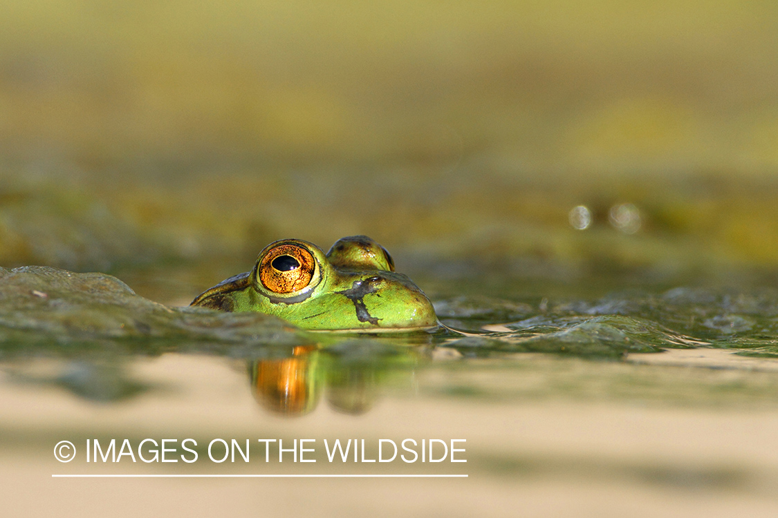 Bullfrog in habitat. 