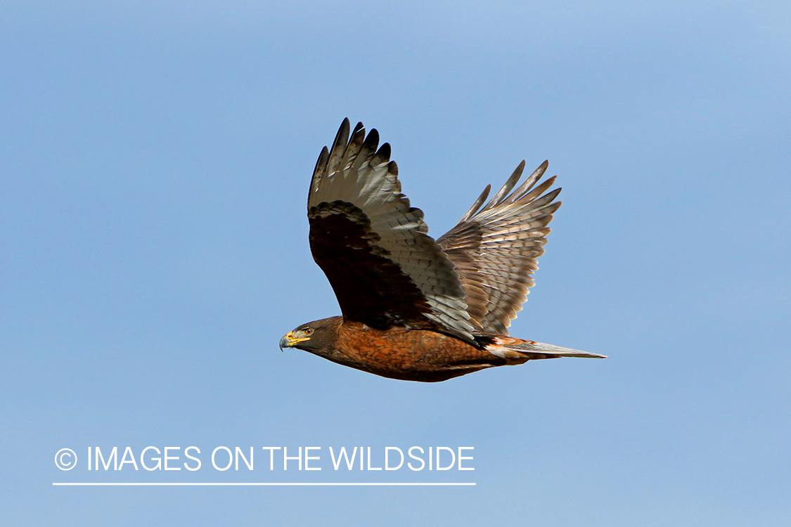 Ferruginous Hawk in flight. 