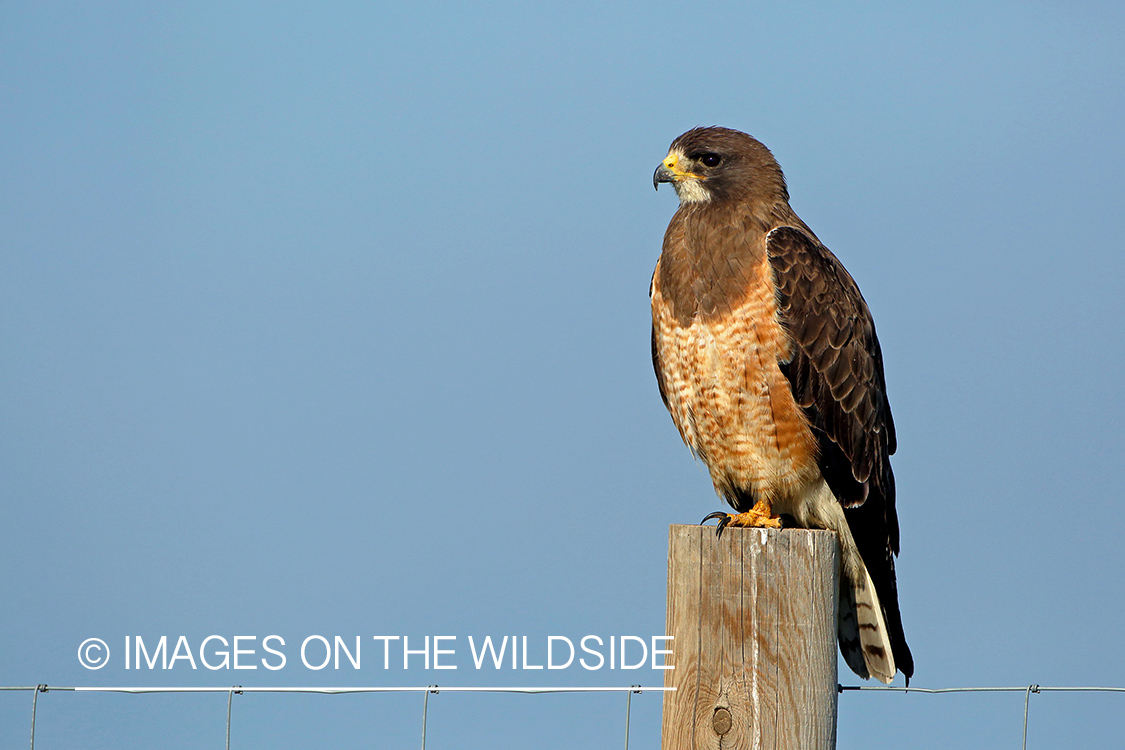 Swainson's Hawk perched on fence post. 