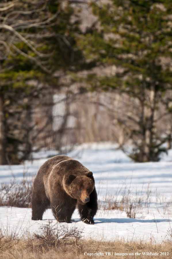 Grizzly Bear in habitat.