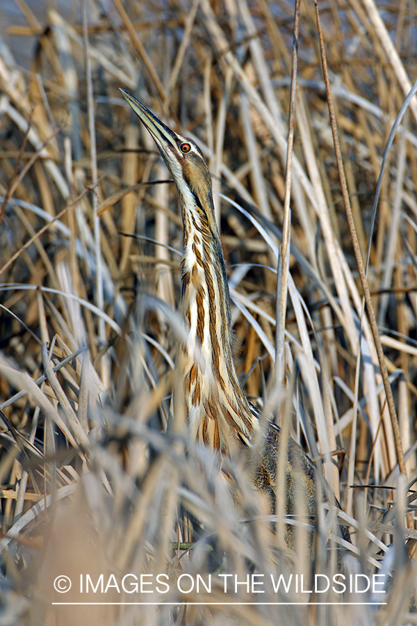 American Bittern Hiding in Cattails