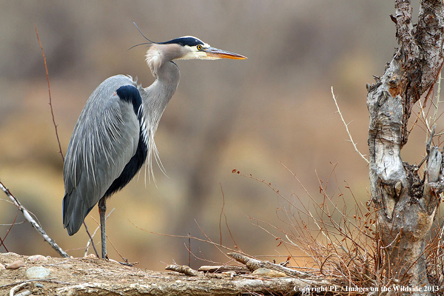 Great Blue Heron in habitat.