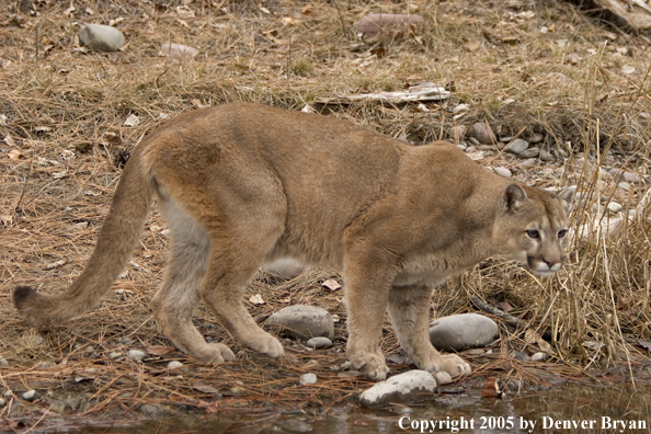 Mountain lion in habitat.