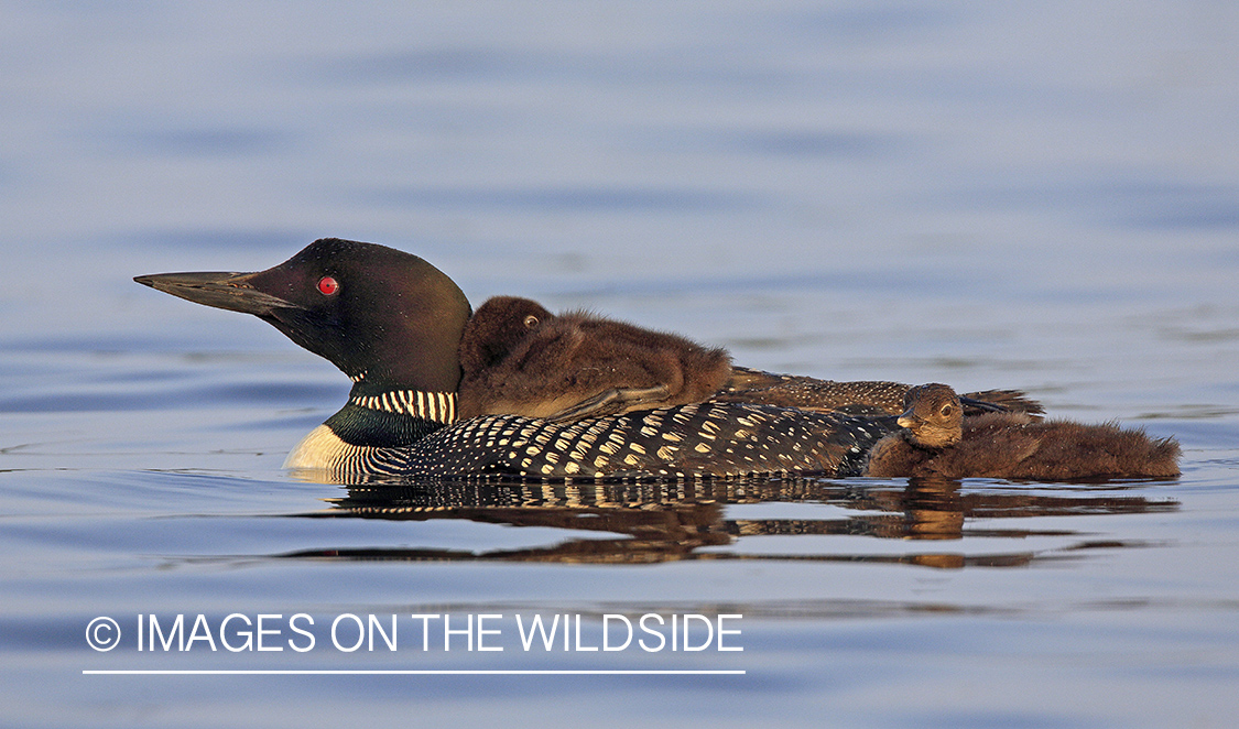 Common Loon with chicks.