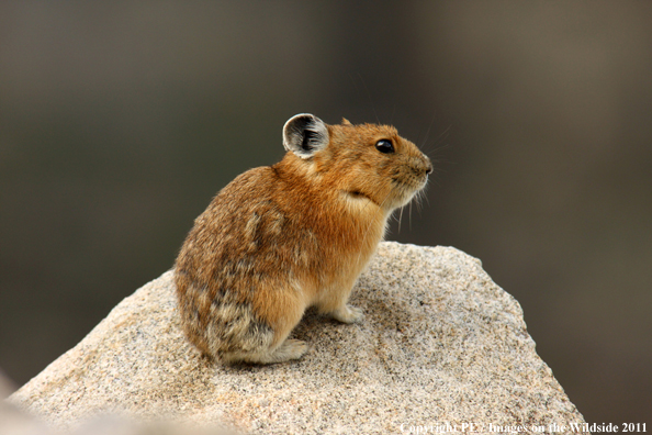 Pika in alpine habitat.