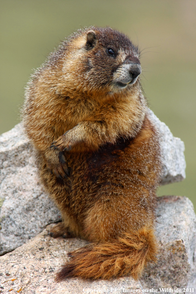 Yellow-bellied marmot on rock. 