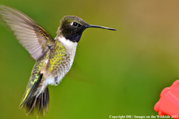 Black-chinned hummingbird in habitat. 