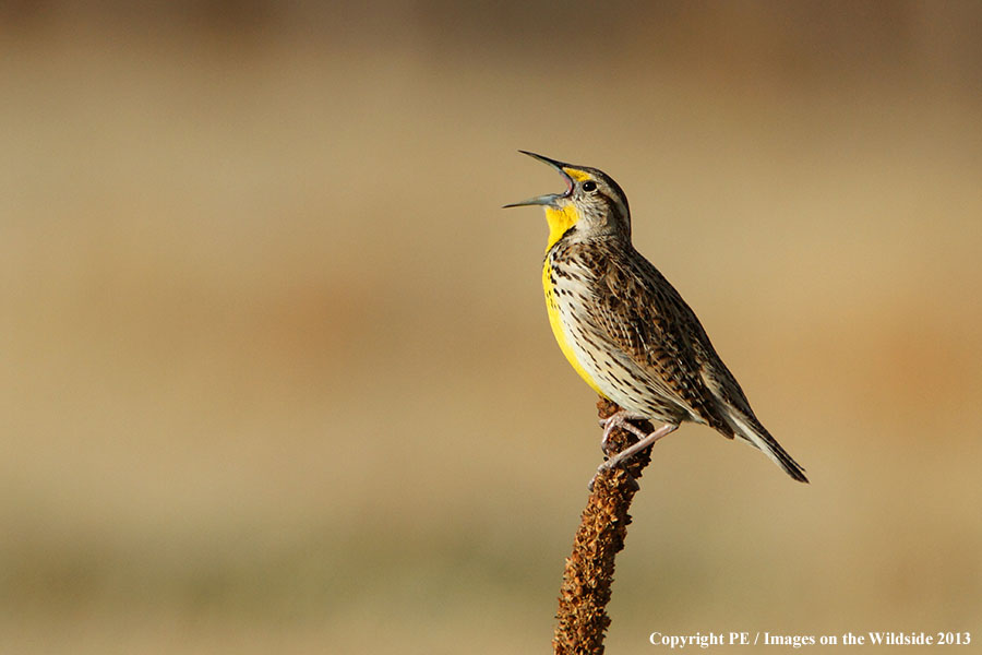 Western Meadowlark singing in habitat.