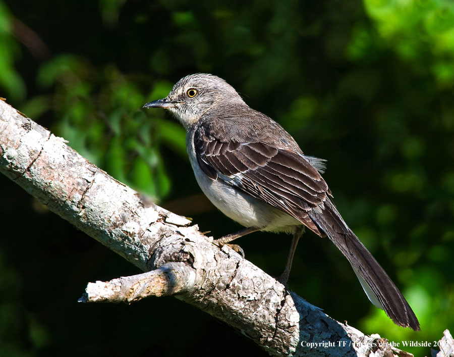 Northern Mockingbird in habitat.