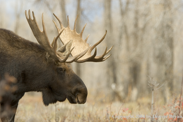 Shiras bull moose in Rocky Mountains.