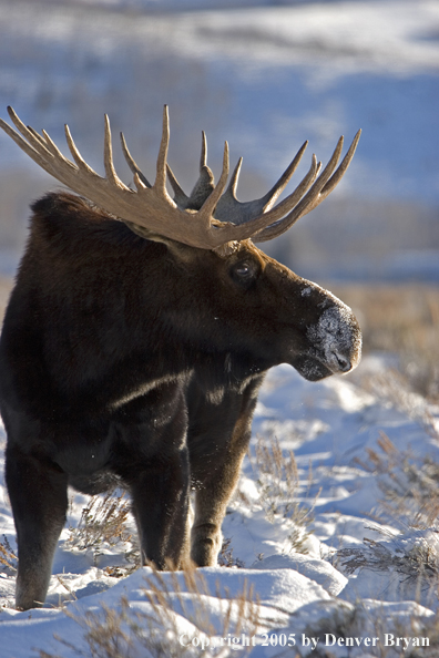 Shiras bull moose in habitat.