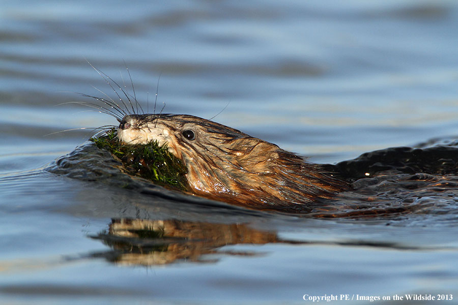 Muskrat swimming in habitat.