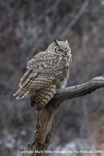 Great Horned Owl.