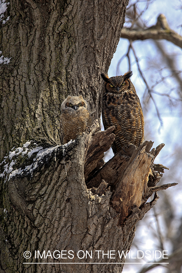 Great Horned Owl with fledgling.