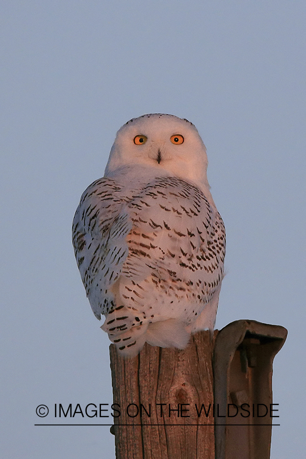 Snowy Owl perched on post.