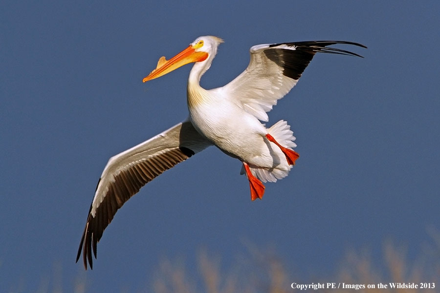 American White Pelican in flight.