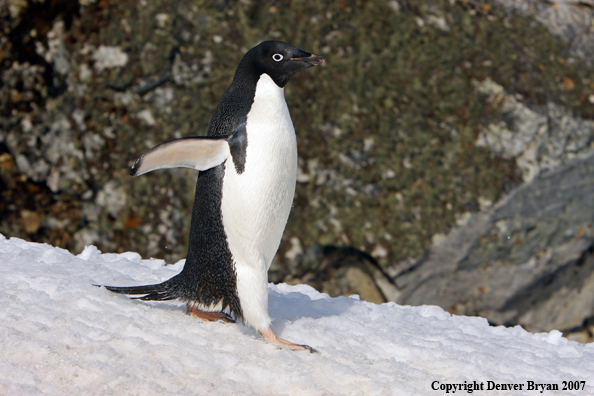 Adelie Penguin in habitat