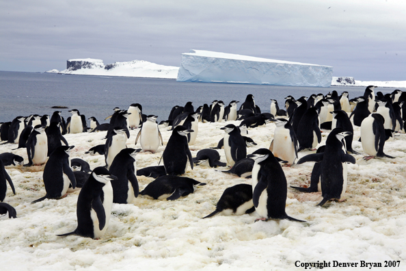 Chinstrap penguin in habitat