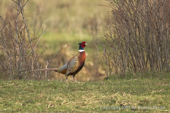 Ring-necked pheasant standing in field.