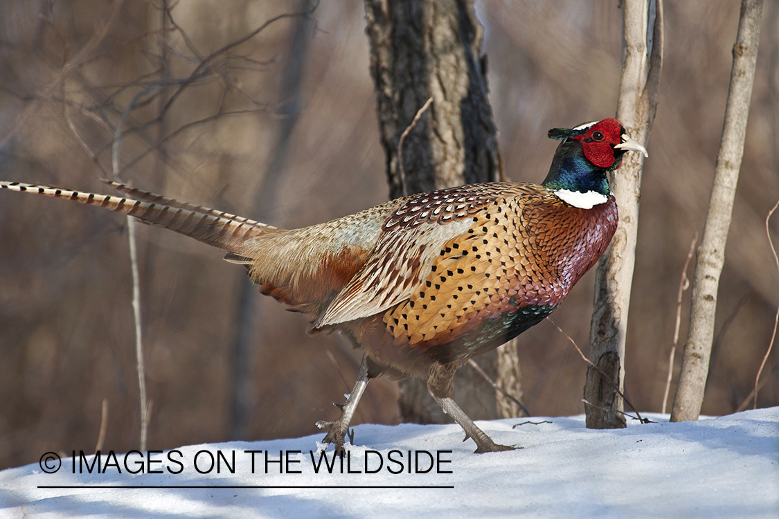 Ring-necked pheasant in winter habitat.