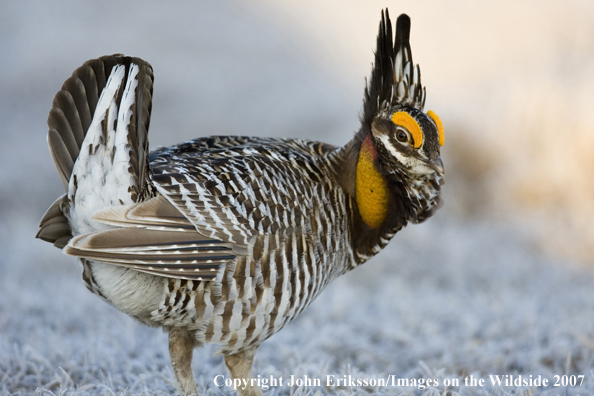 Greater Prairie Chicken in habitat.