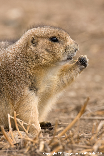 Prairie dog eating. 