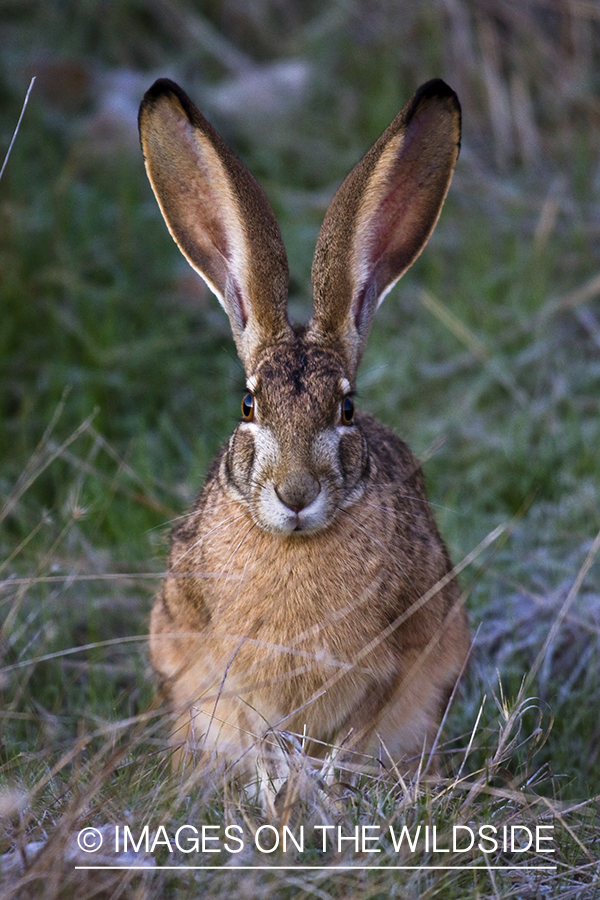 Black-tailed Jackrabbit 