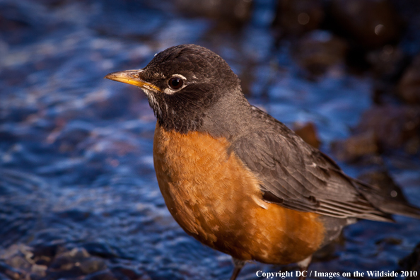 Robin in habitat. 