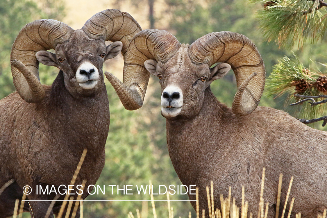 Group of Rocky Mountain Bighorn rams in field.