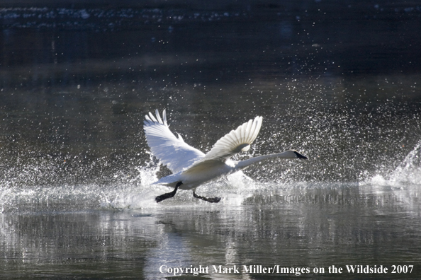 Trumpeter swans