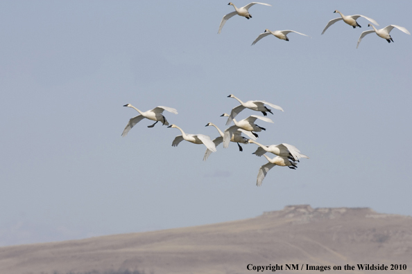 Whistling Swan
