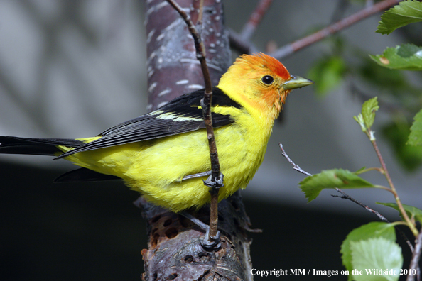 Western Tanager