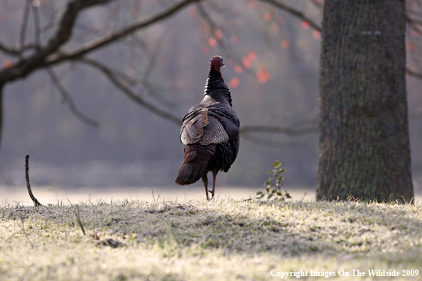 Eastern Wild Turkey in habitat