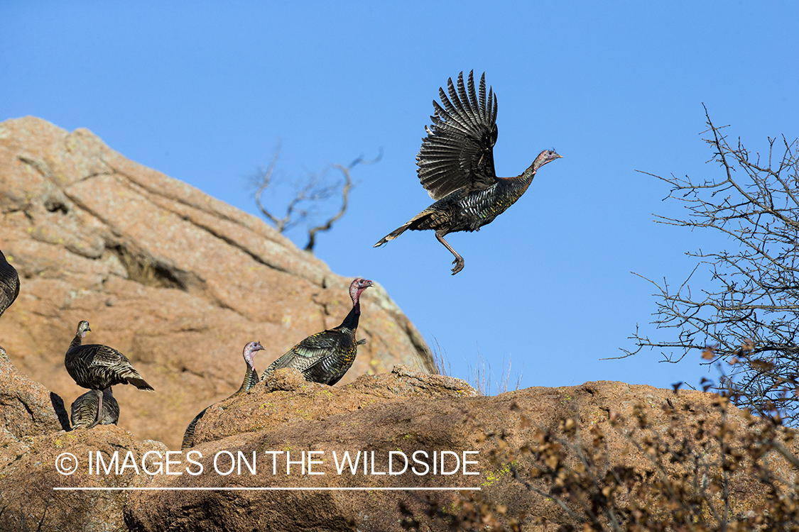 Rio Grande Turkeys flying.