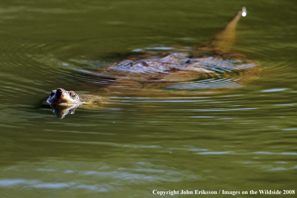 Snapping Turtle