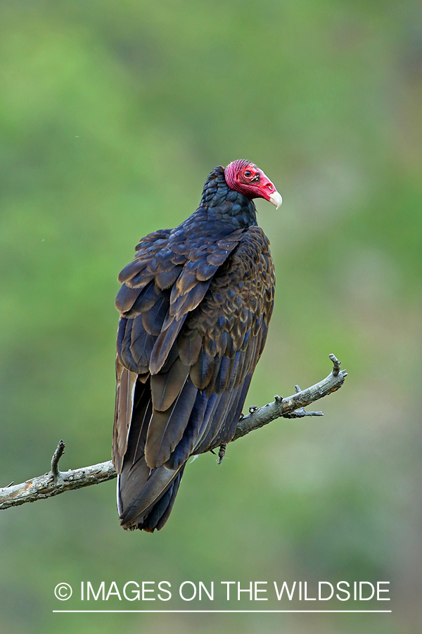 Turkey Vulture on branch.