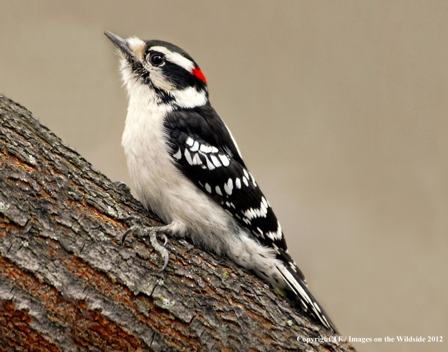 Downy Woodpecker in habitat.