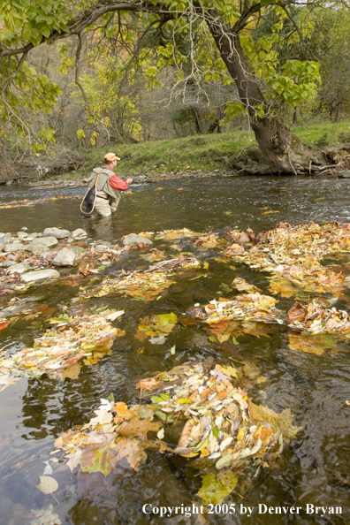 Flyfisherman fishing small stream.