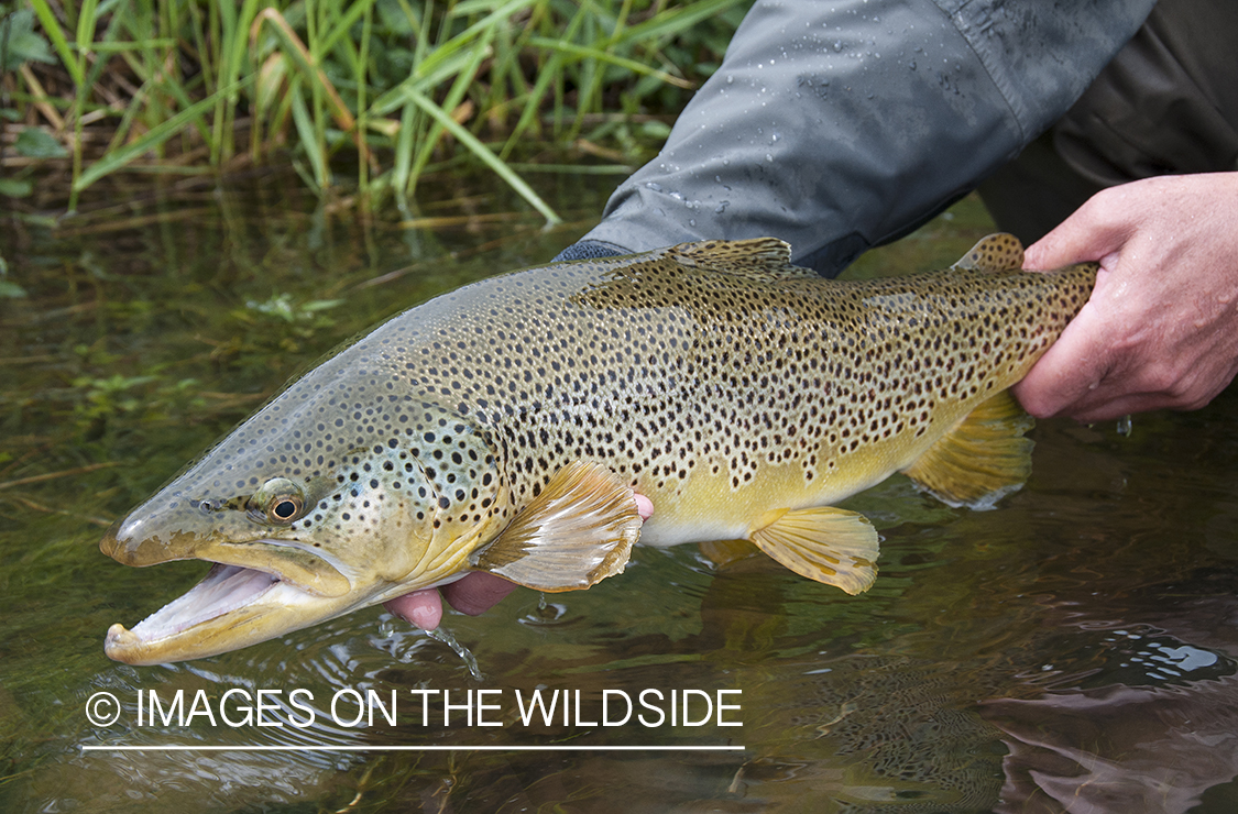 Flyfisherman releasing brown trout. 