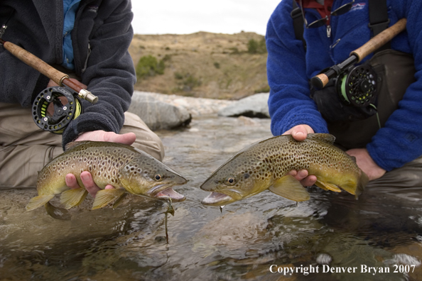 Flyfishermen holding brown trout.  Closeup of trout.