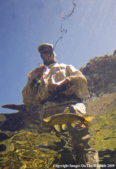 Flyfisherman with Brown Trout