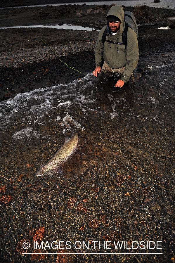 Flyfisher releasing rainbow trout.