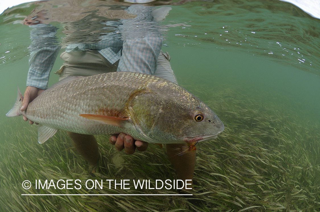 Flyfisherman releasing redfish.