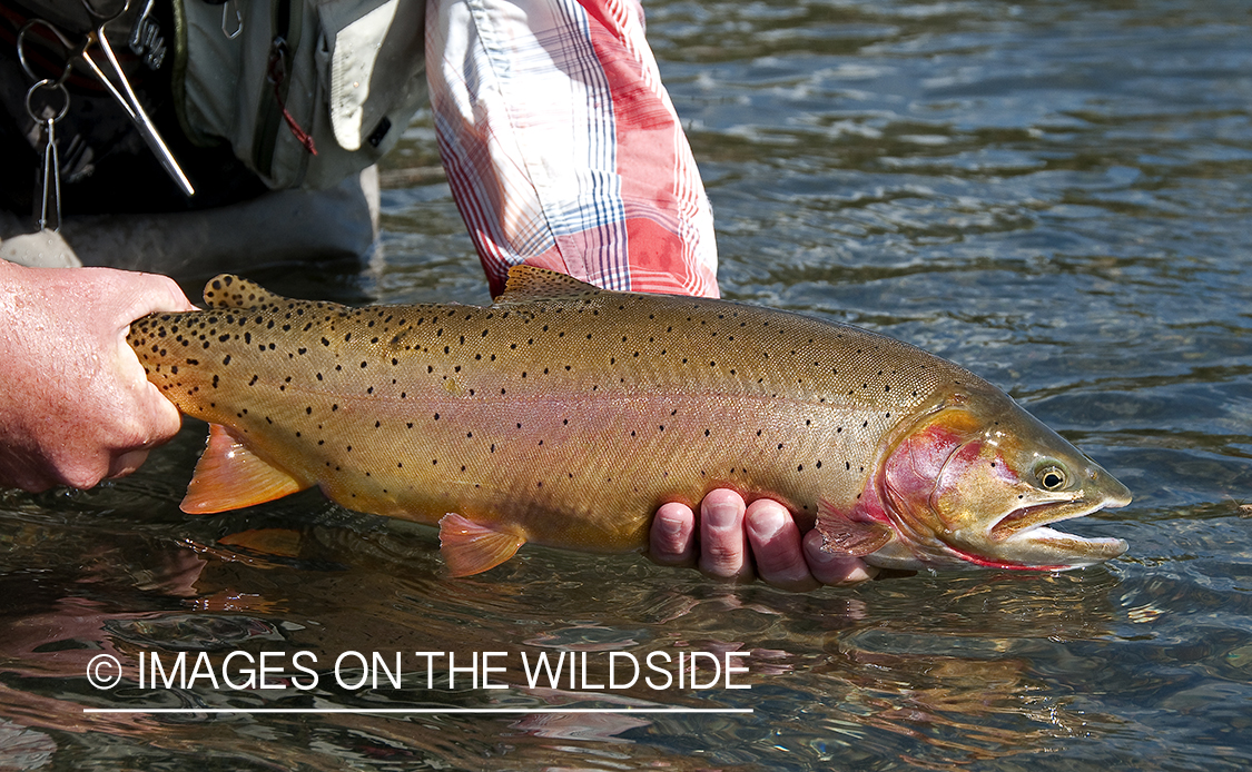 Cutthroat Trout in Yellowstone.