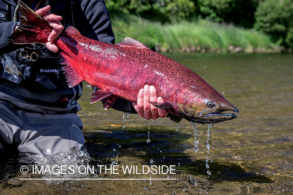 Flyfisherman releasing silver salmon.